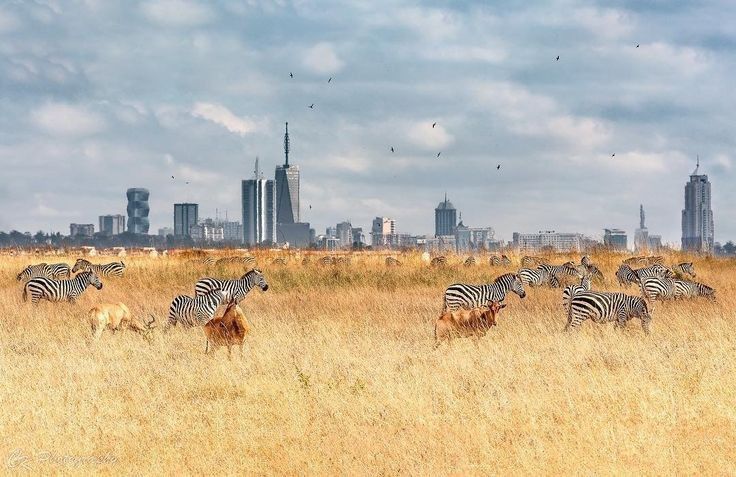 Nairobi Skyline