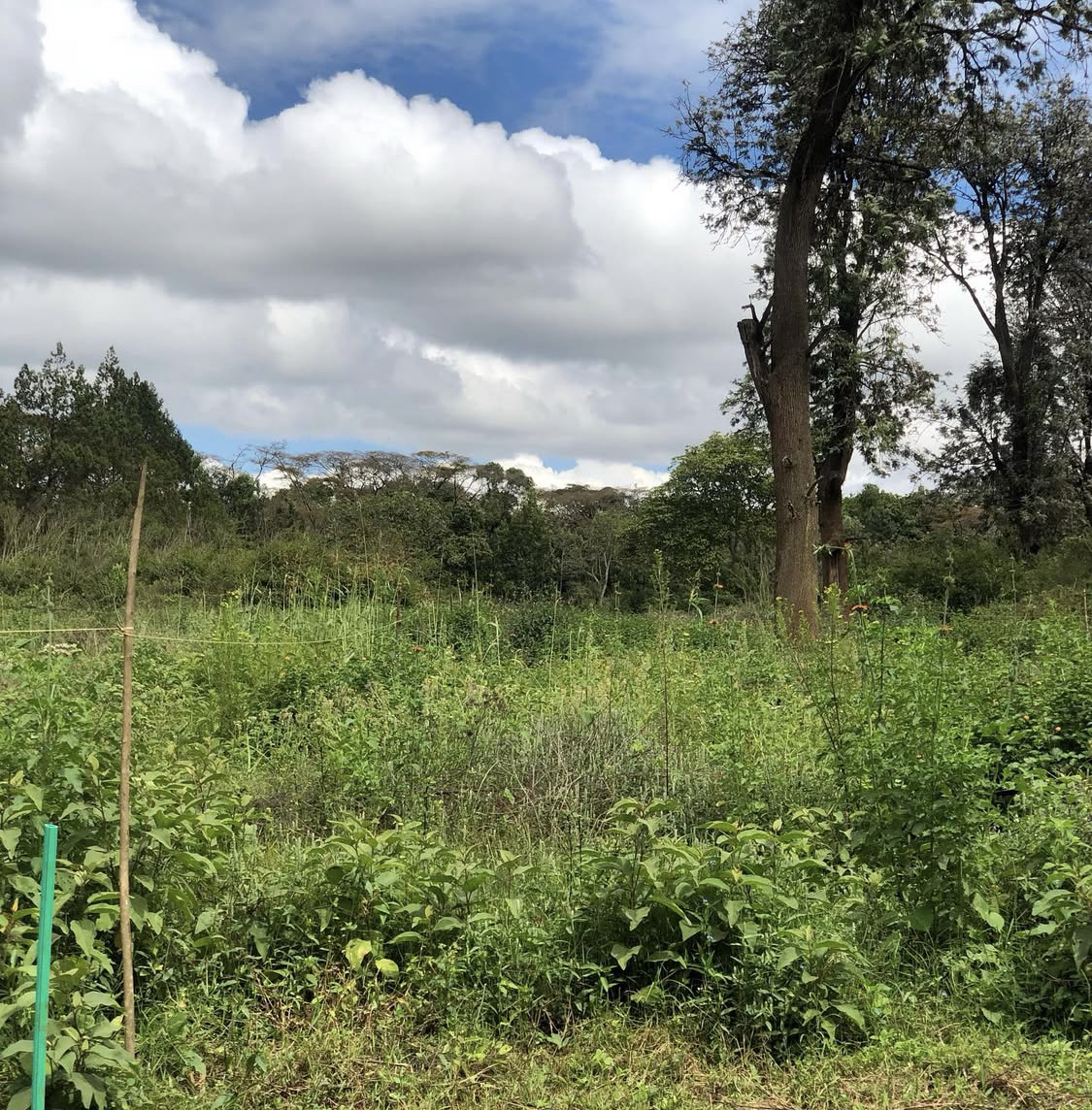 Karen 1 acre land